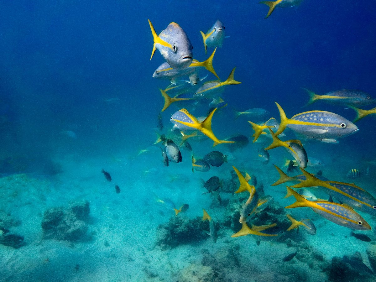 Yellowtail snapper whole fish