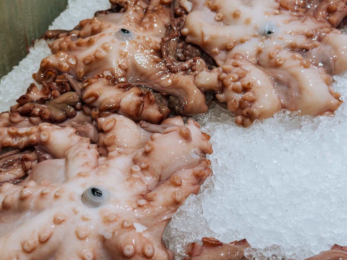 Fresh raw octopus arranged on crushed ice