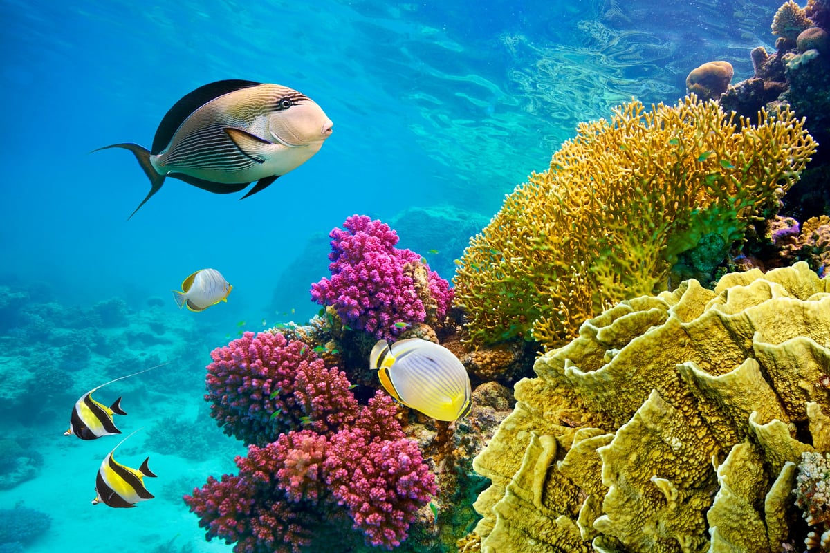 Underwater view at coral reef and fishes